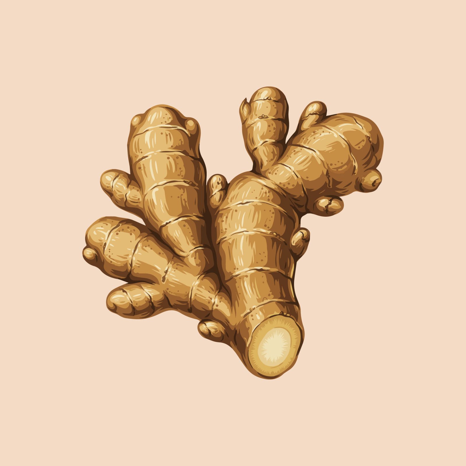 fresh-ginger-root-hand-drawn-vector-illustration