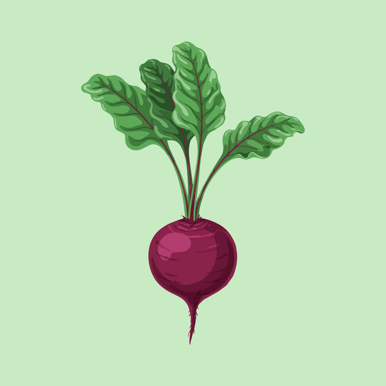 fresh-beet-vegetable-clipart-raw-beetroot-vector-asset