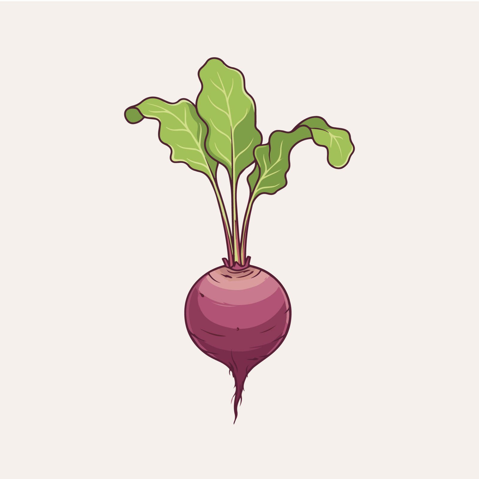 fresh-beetroot-with-green-leaves-vector-illustration-isolated