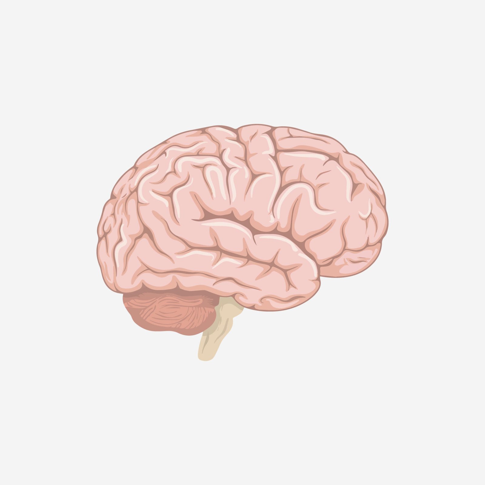 human-brain-vector-illustration-isolated-on-white-background