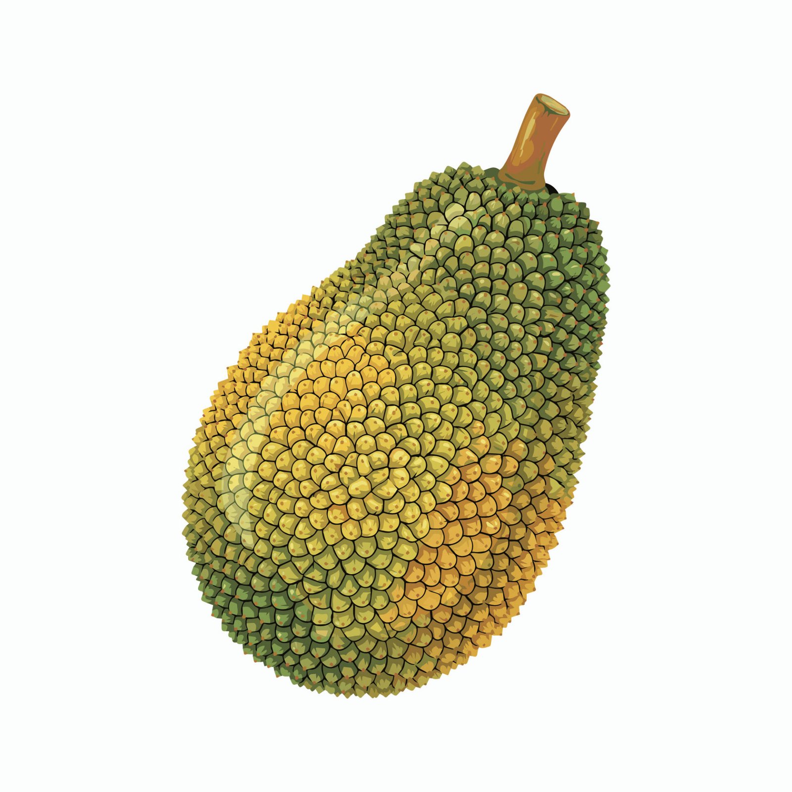 whole-fresh-jackfruit-vector-illustration-isolated-on-white-background