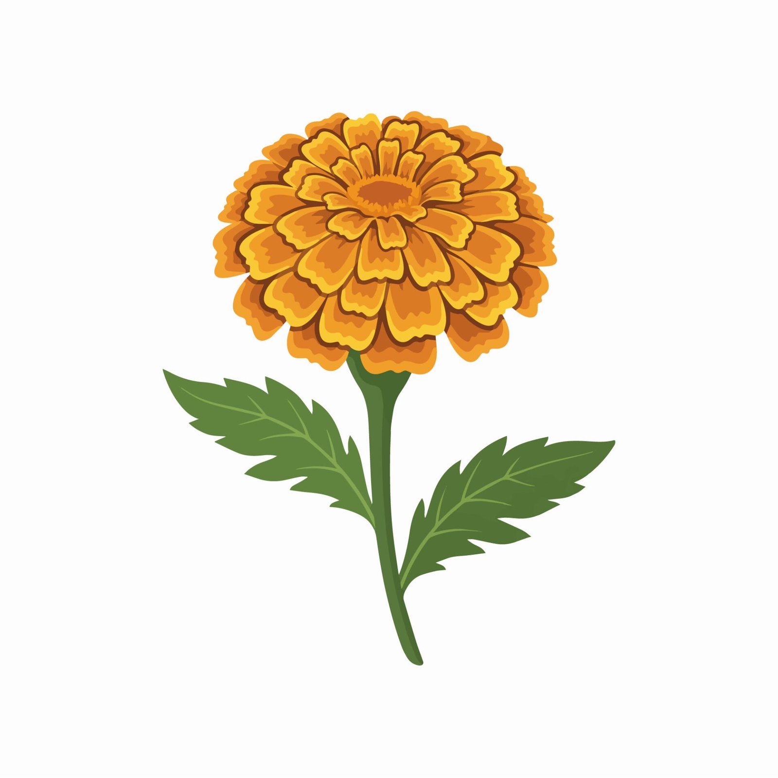 marigold-flower-with-stem-vector-illustration