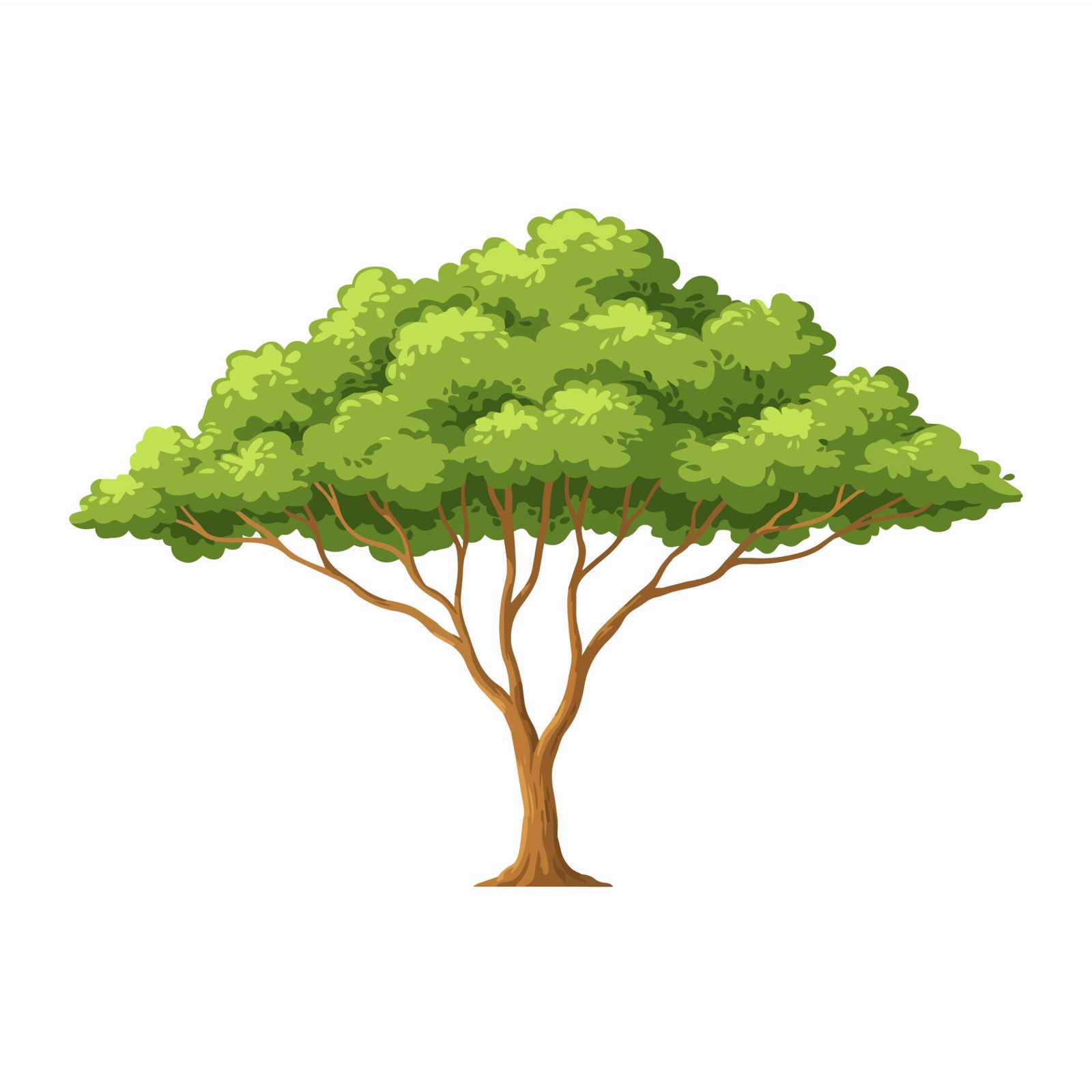 green-acacia-tree-vector-illustration