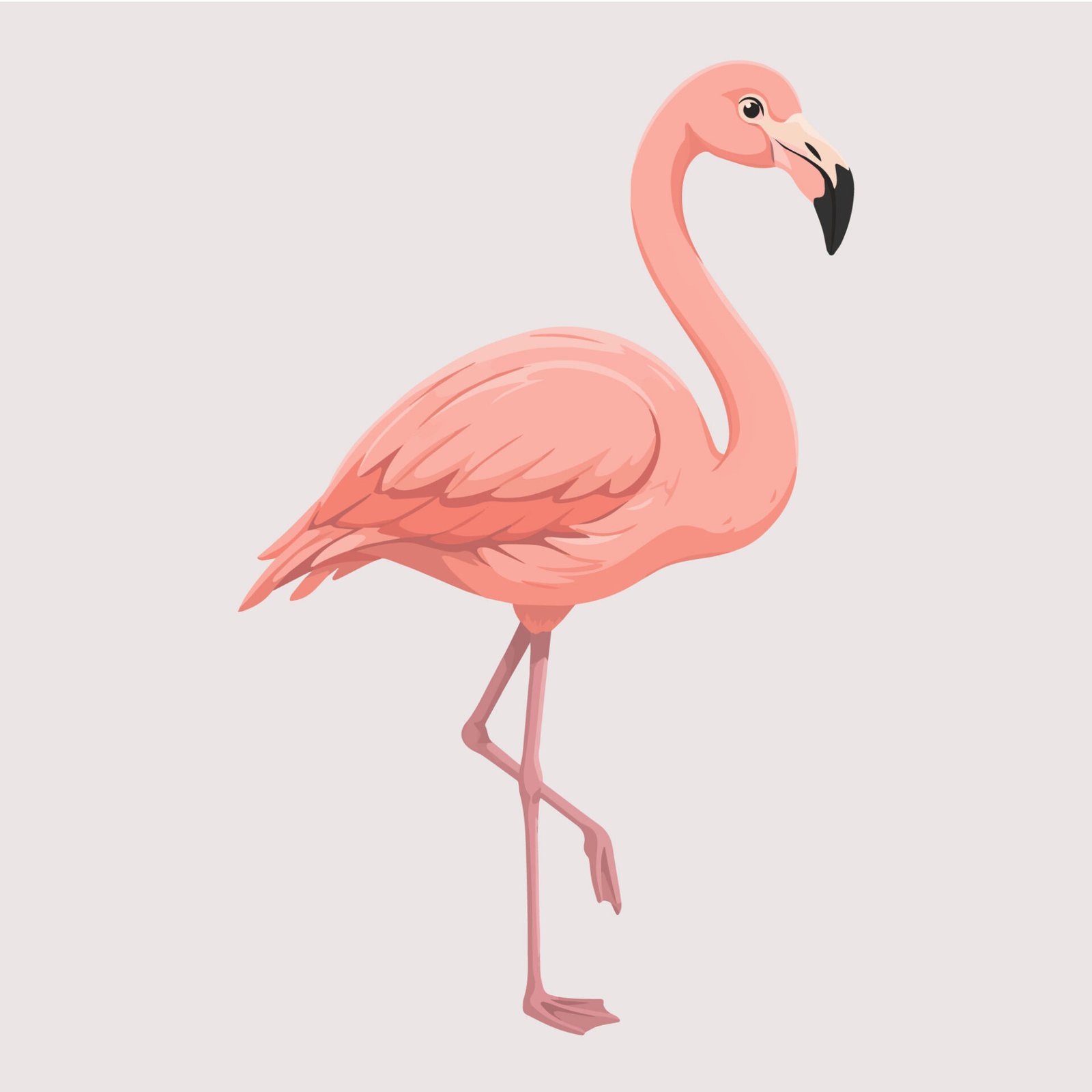 exotic-flamingo-bird-vector-illustration