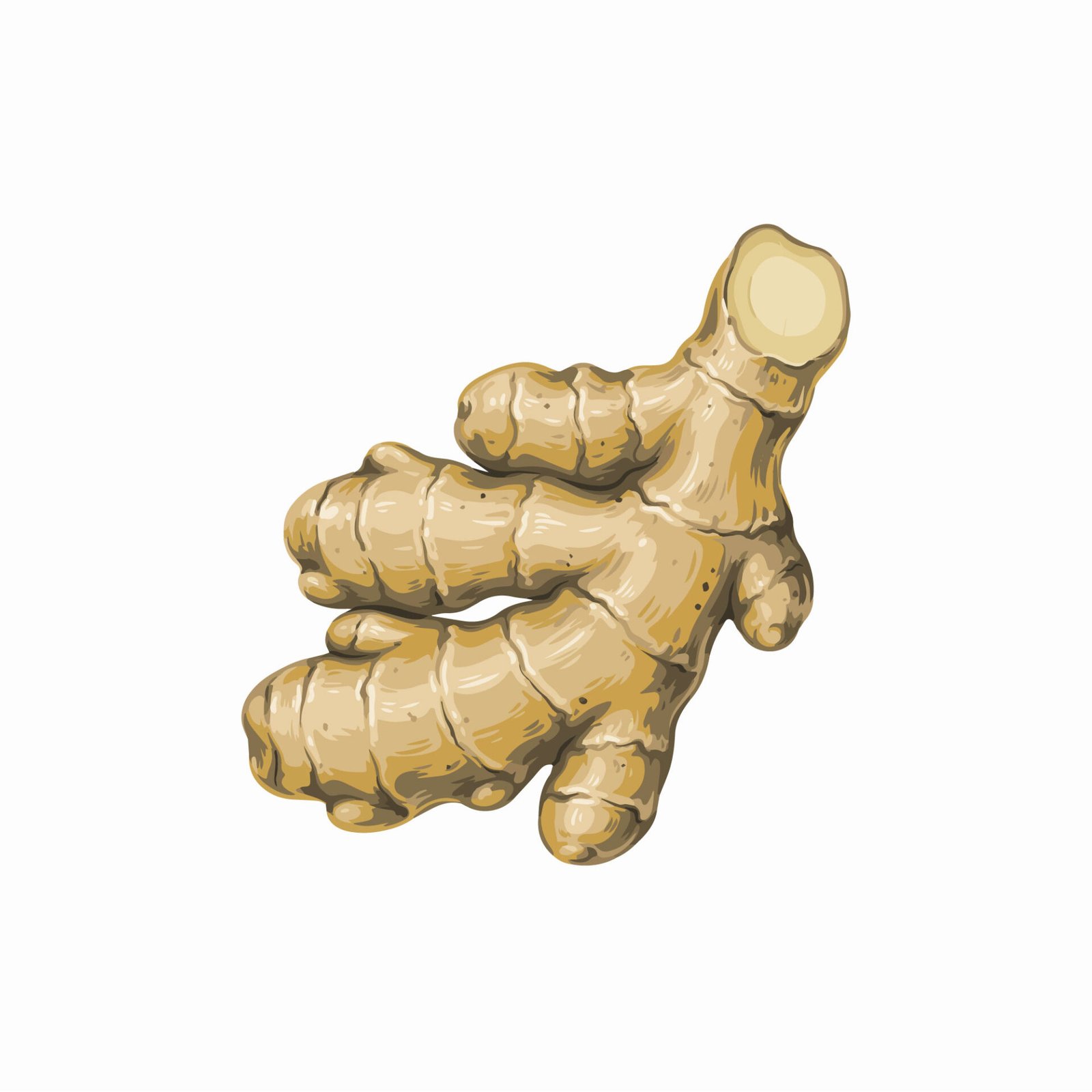 fresh-ginger-root-vector-illustration-isolated