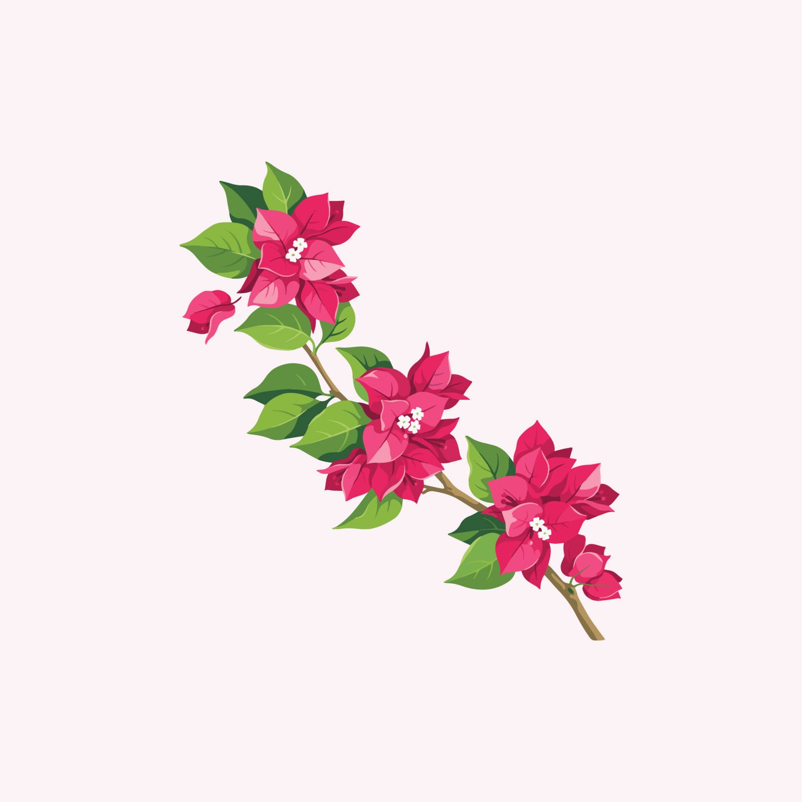 pink-bougainvillea-flower-branch-vector-illustration