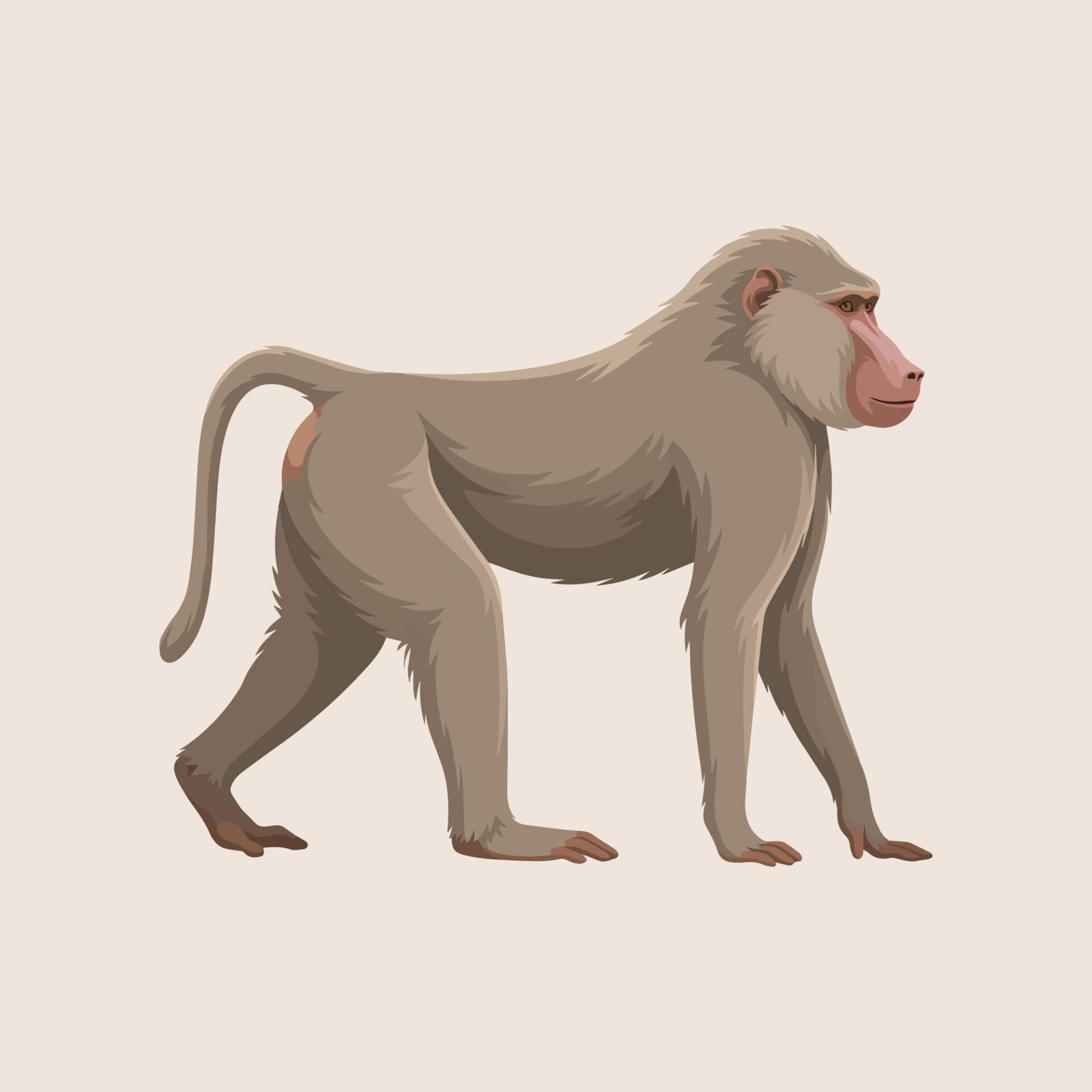 baboon-monkey-animal-vector-illustration