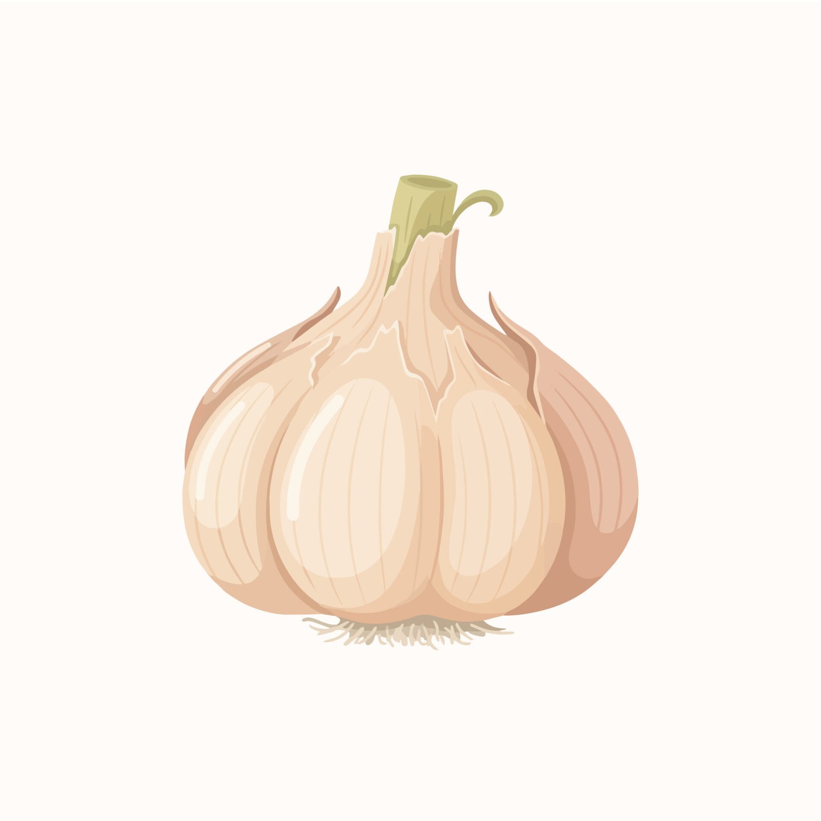 fresh-garlic-bulb-vector-illustration