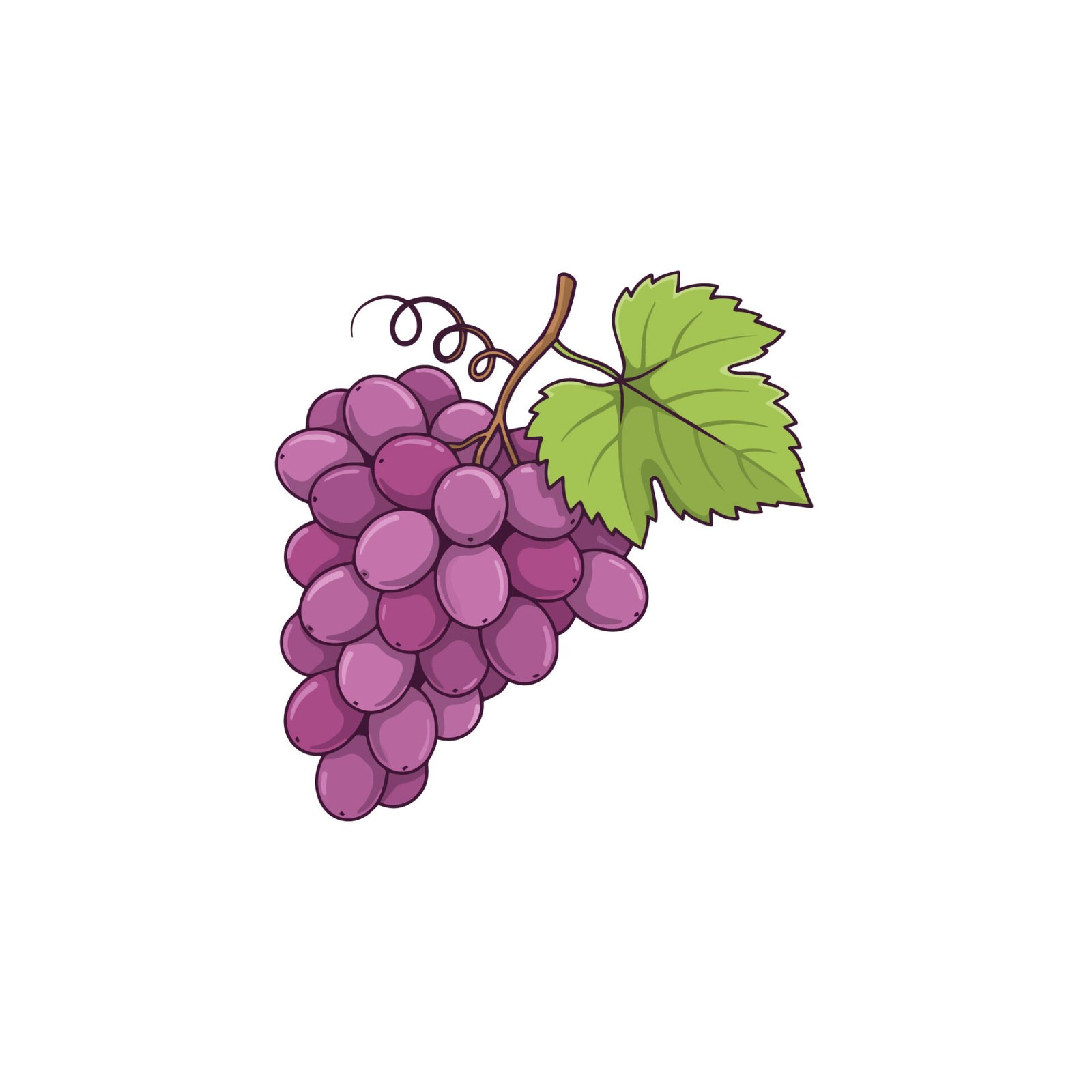 purple-grapes-bunch-vector-illustration