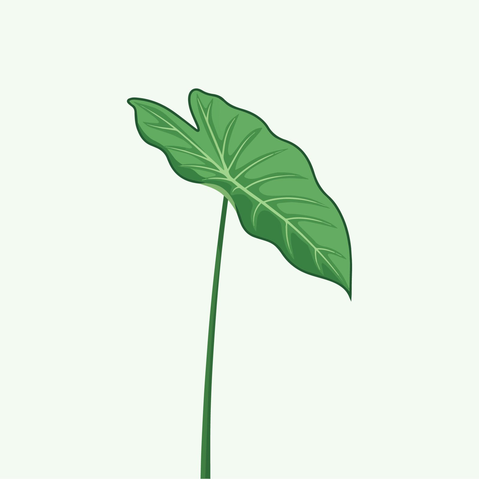 green-tropical-taro-leaf-vector-illustration