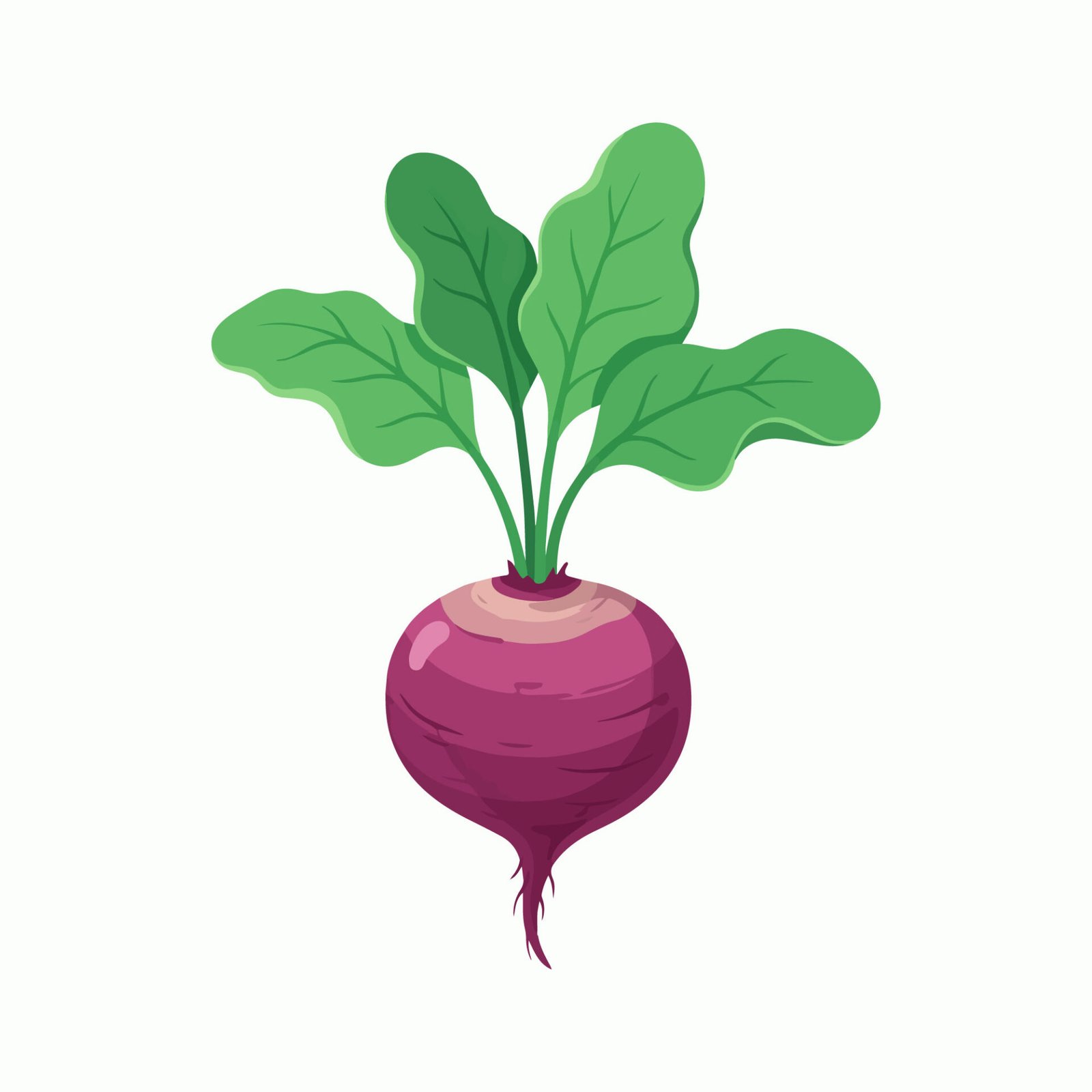 organic-beetroot-vegetable-vector-illustration-isolated