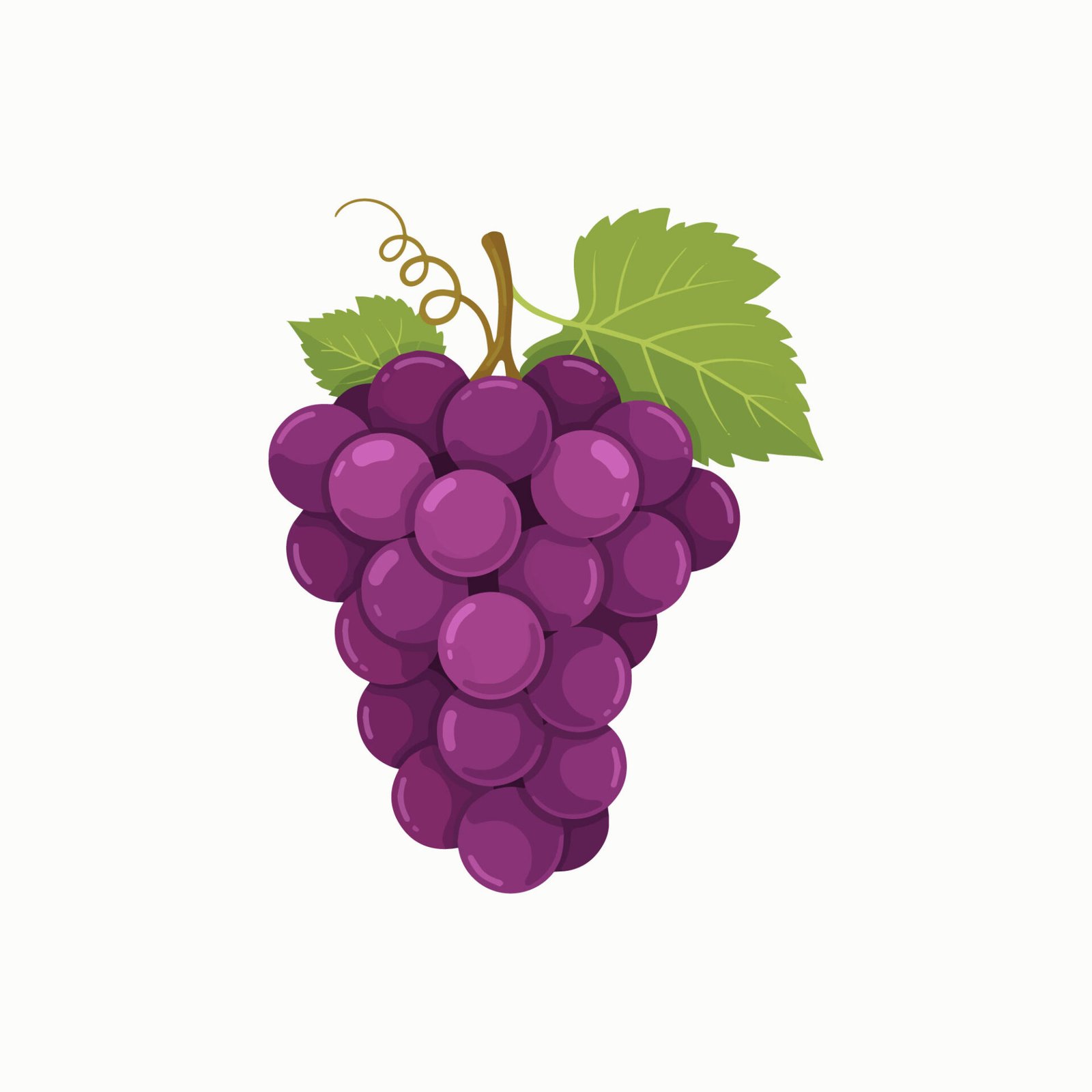 bunch-of-fresh-purple-grapes-vector-illustration-isolated-on-white-background