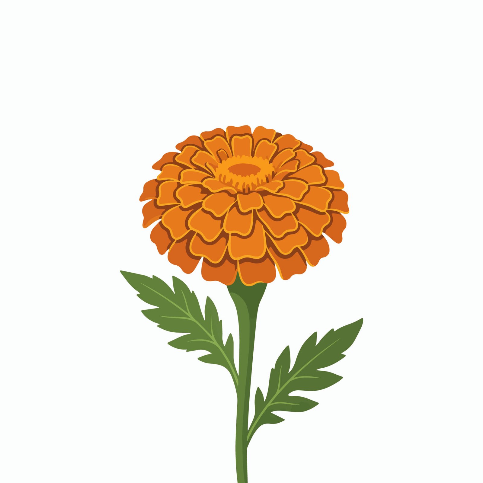 bright-orange-marigold-flower-vector-illustration