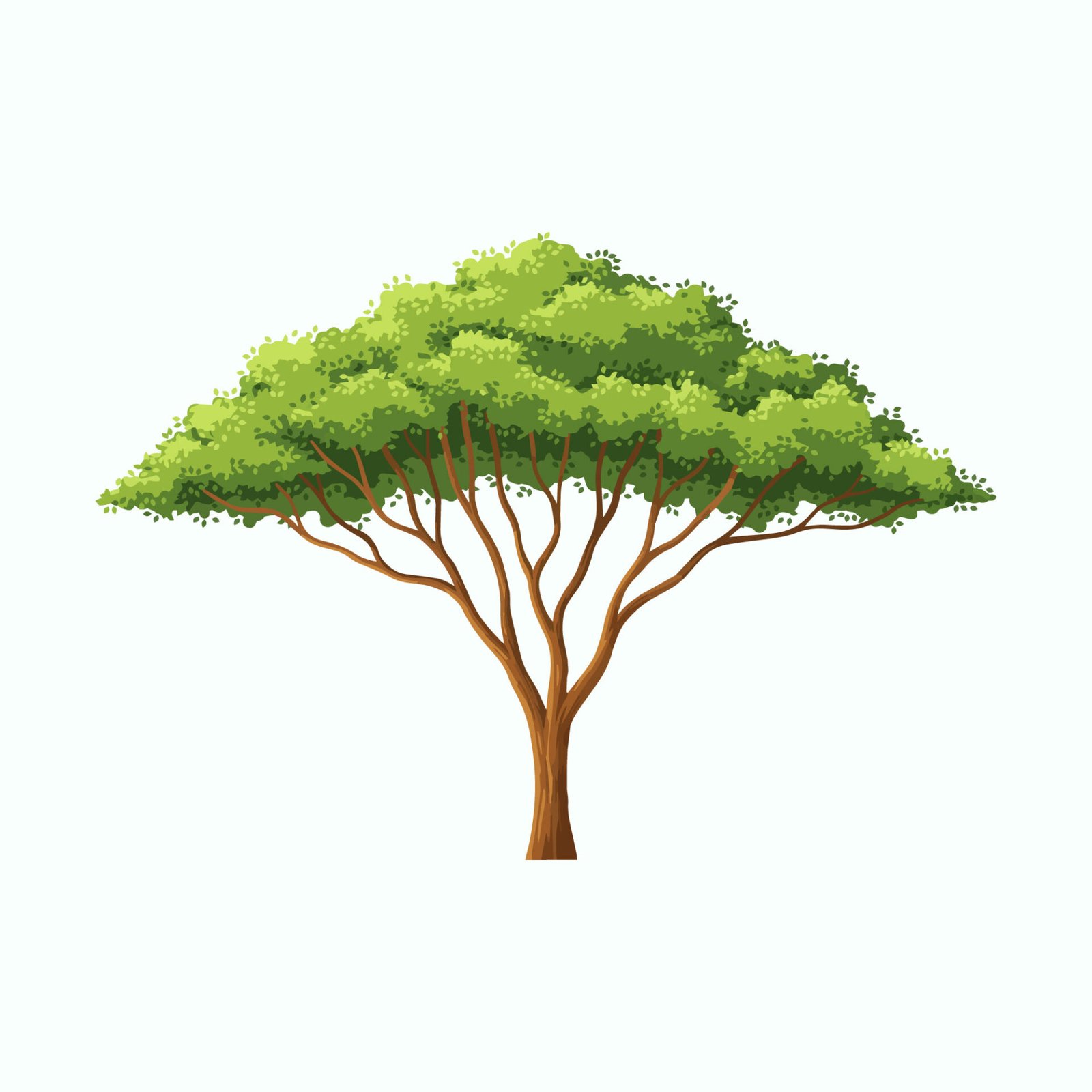 lush-green-acacia-tree-vector-illustration