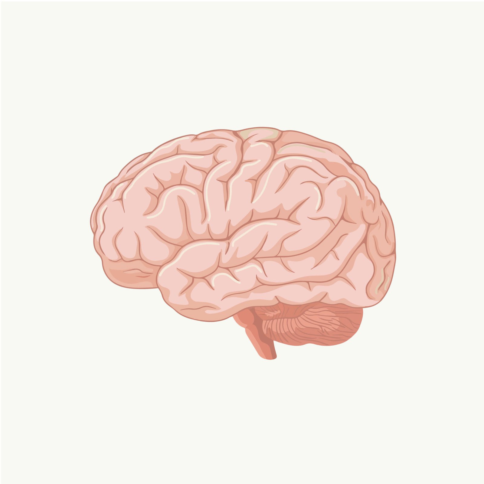 detailed-human-brain-side-view-vector-illustration-isolated
