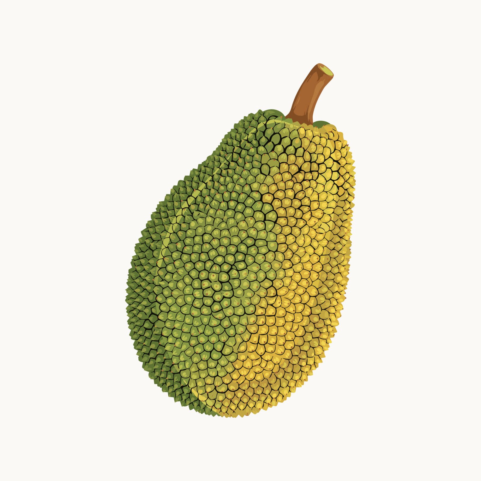 whole-green-and-yellow-jackfruit-vector-illustration-isolated