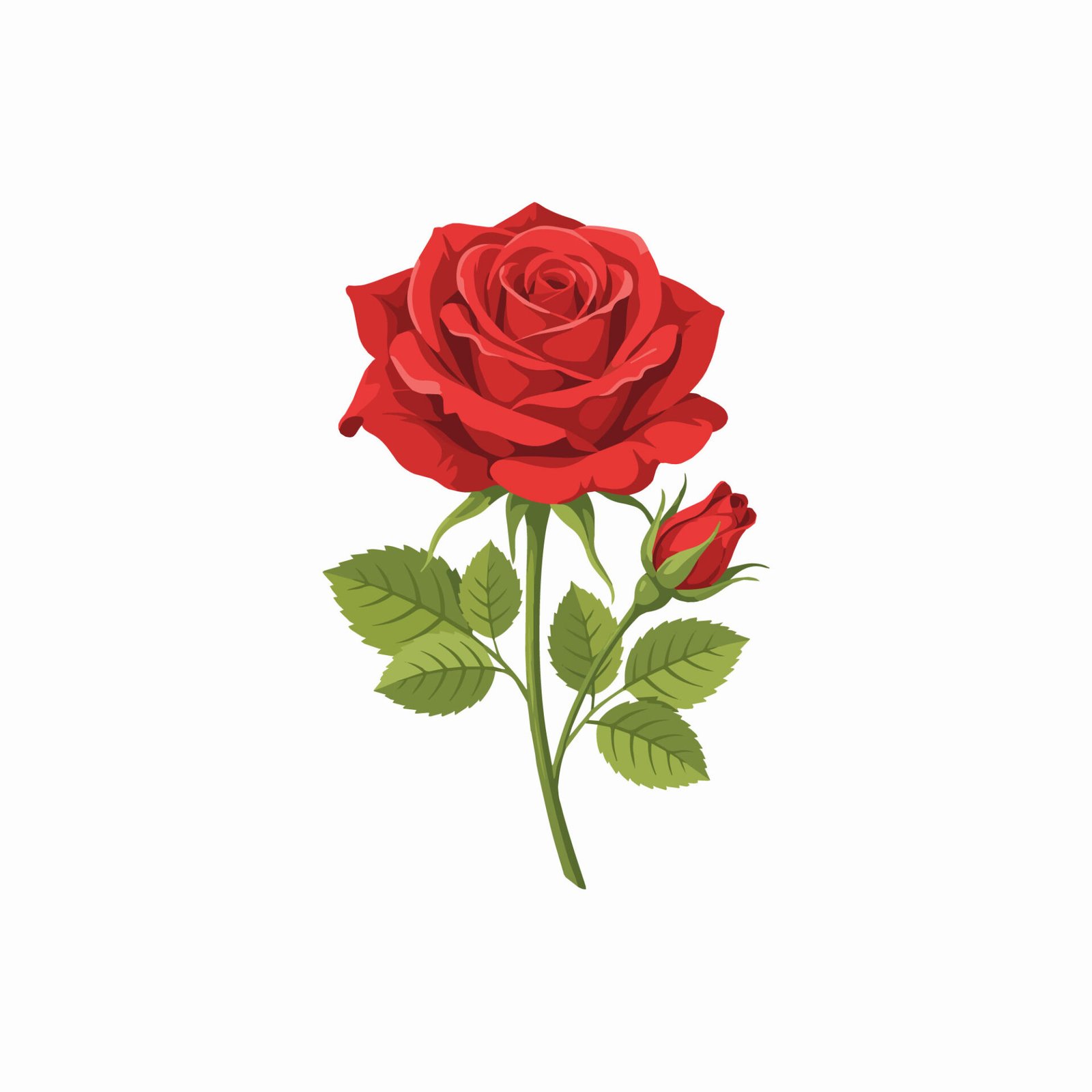 beautiful-blooming-red-rose-flower-with-bud-vector-illustration-isolated