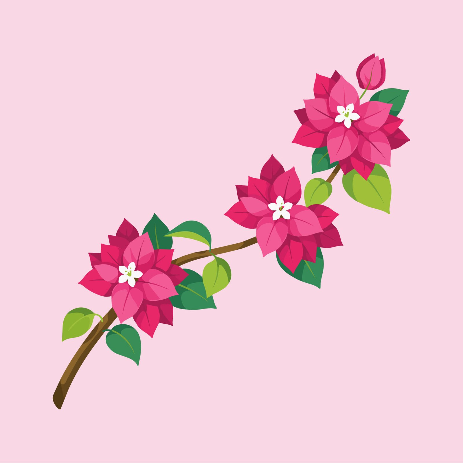 pink-bougainvillea-flower-branch-vector-illustration