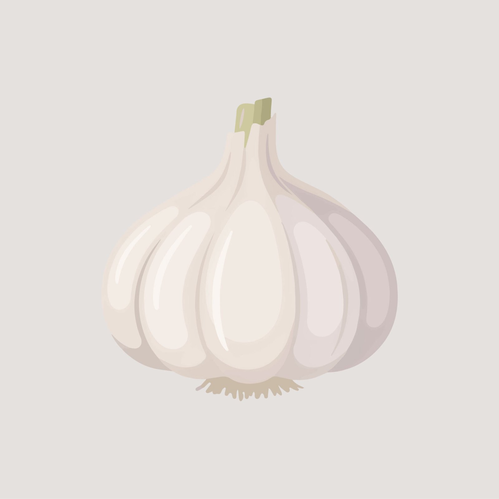 whole-white-garlic-bulb-vector-illustration