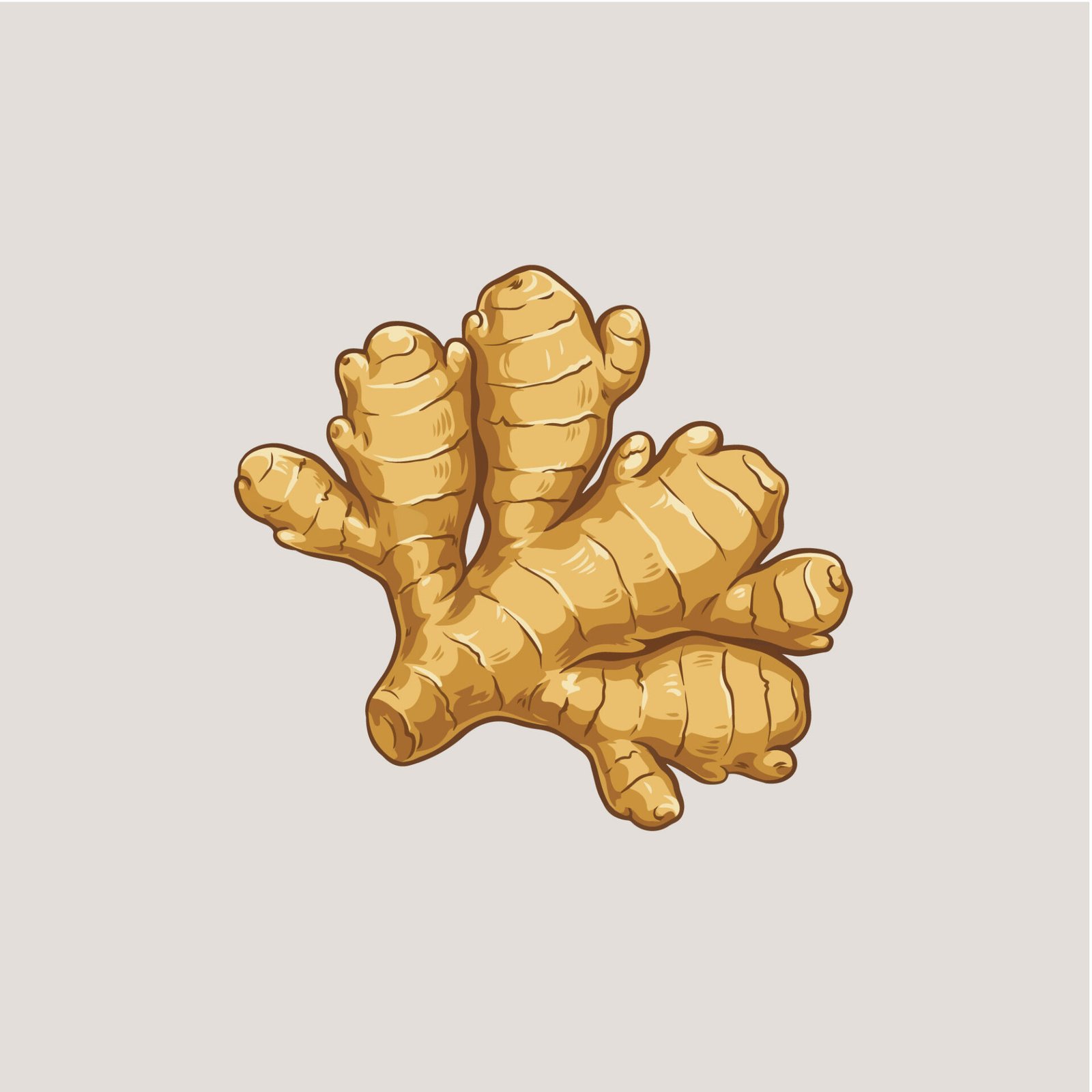 fresh-ginger-root-vector-illustration