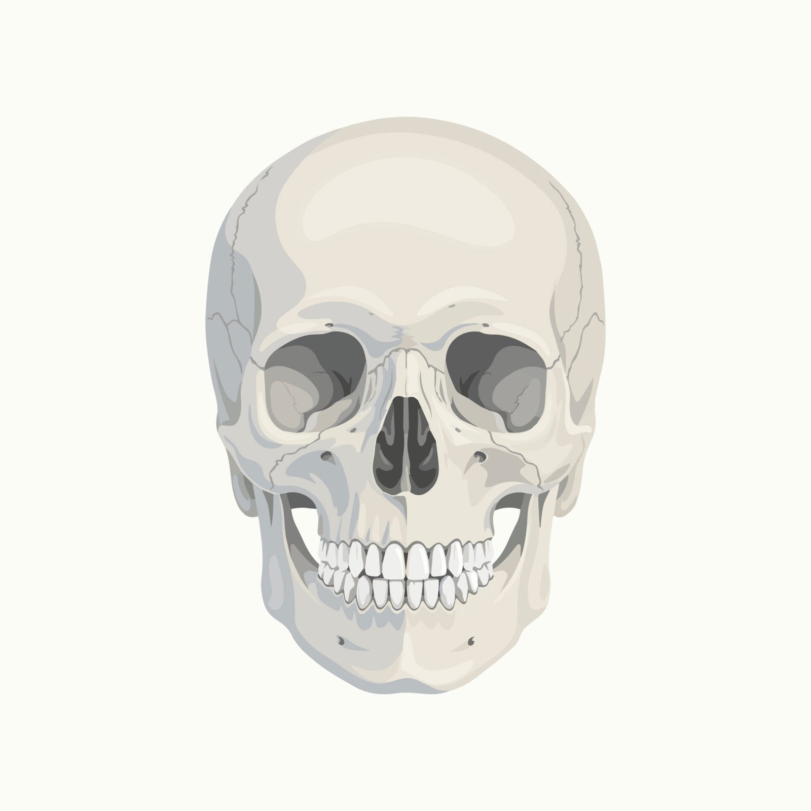 realistic-human-skull-front-view-vector-icon