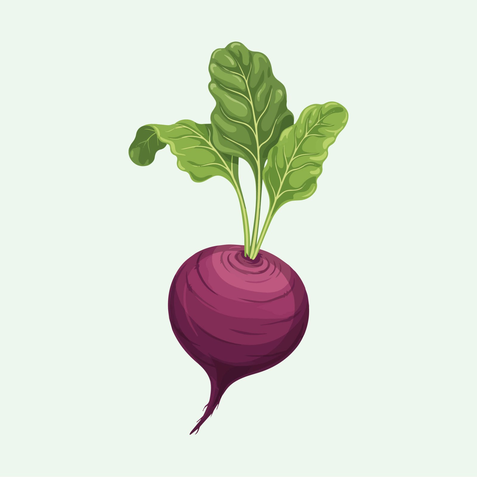 fresh-ripe-beetroot-vector-illustration-isolated