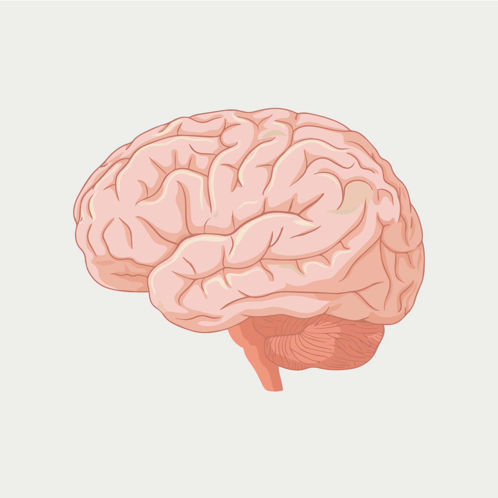human-brain-anatomy-side-view-vector-illustration-isolated