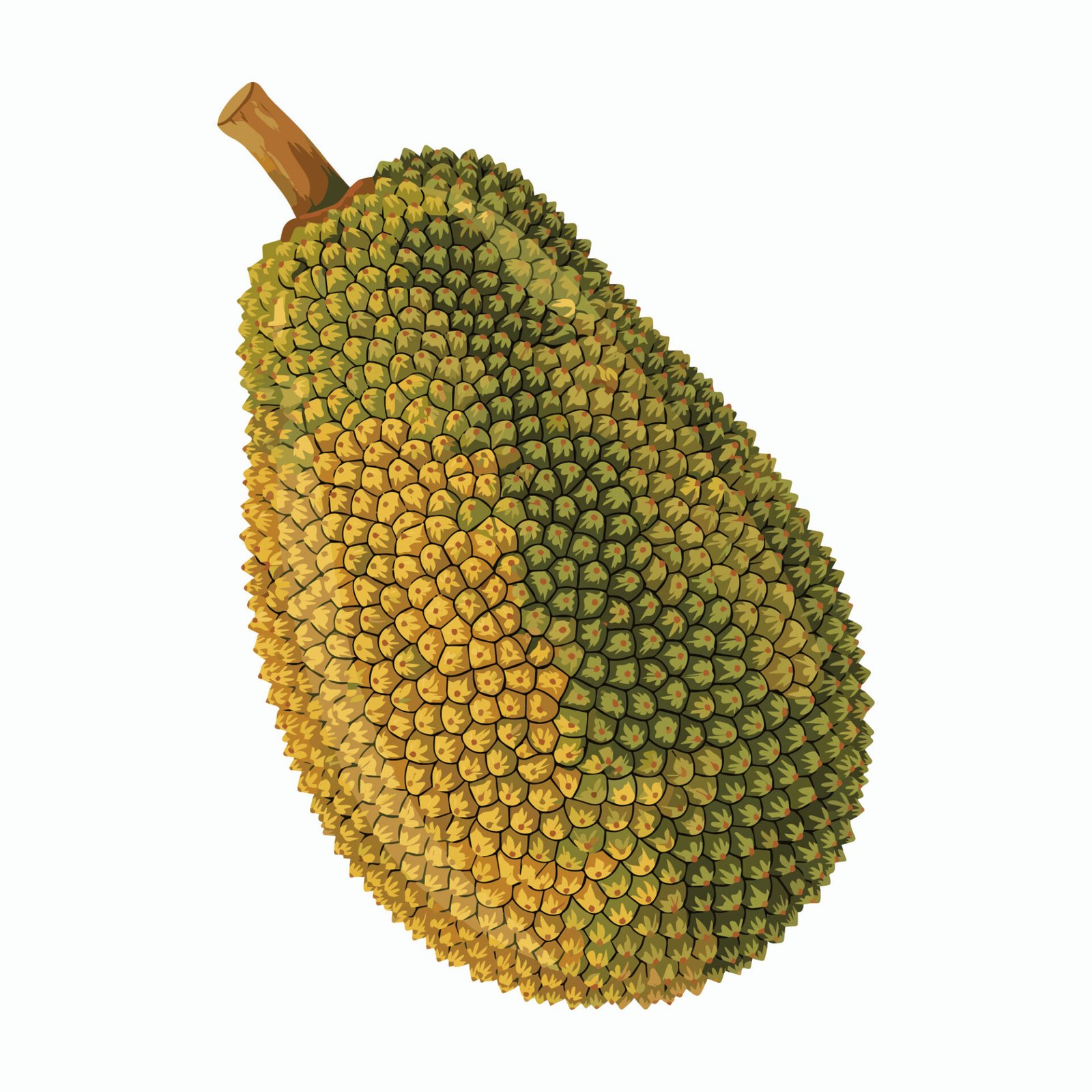 ripe-jackfruit-with-stem-vector-illustration-isolated-on-white-background