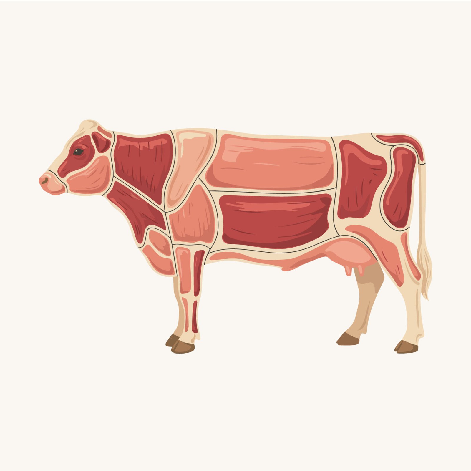 beef-cuts-diagram-vector-illustration