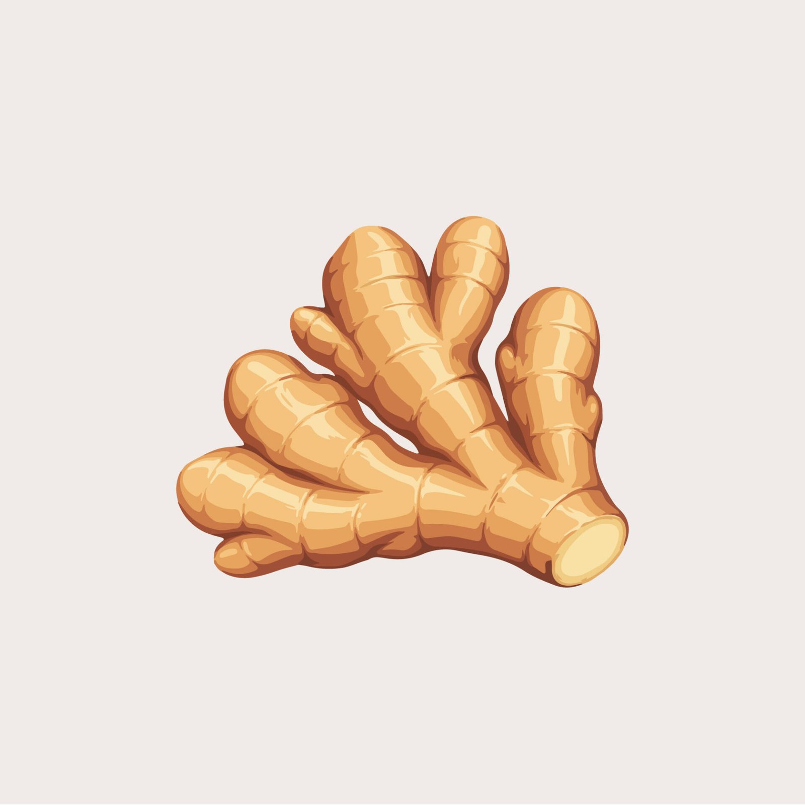 fresh-ginger-root-vector-illustration