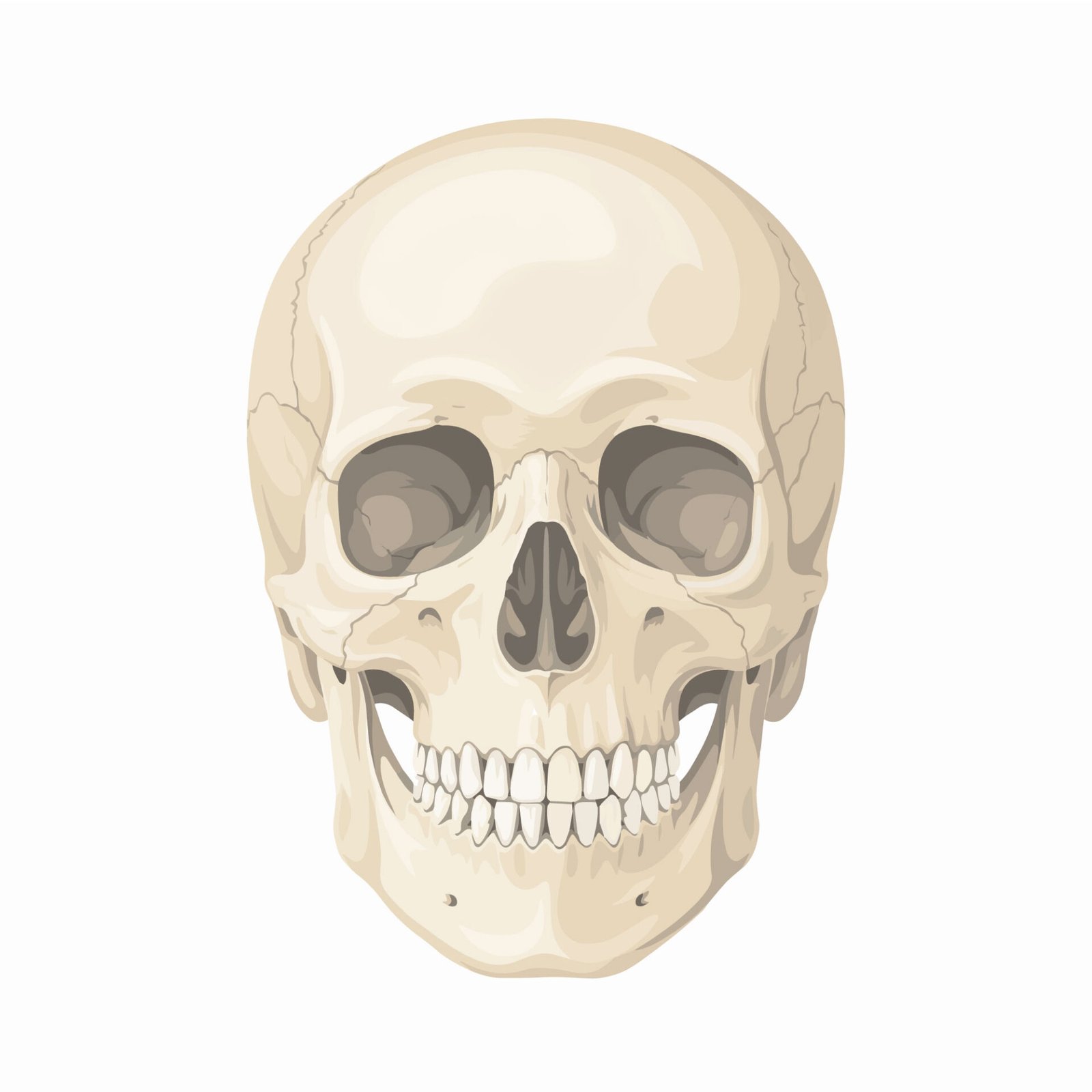 detailed-human-skull-front-view-anatomical-concept-vector-illustration