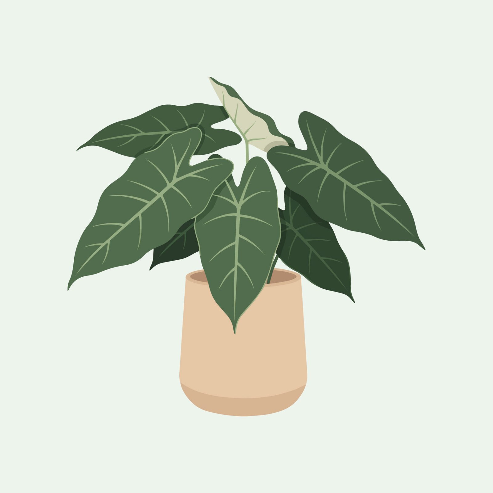 vector-illustration-of-alocasia-plant-in-ceramic-pot