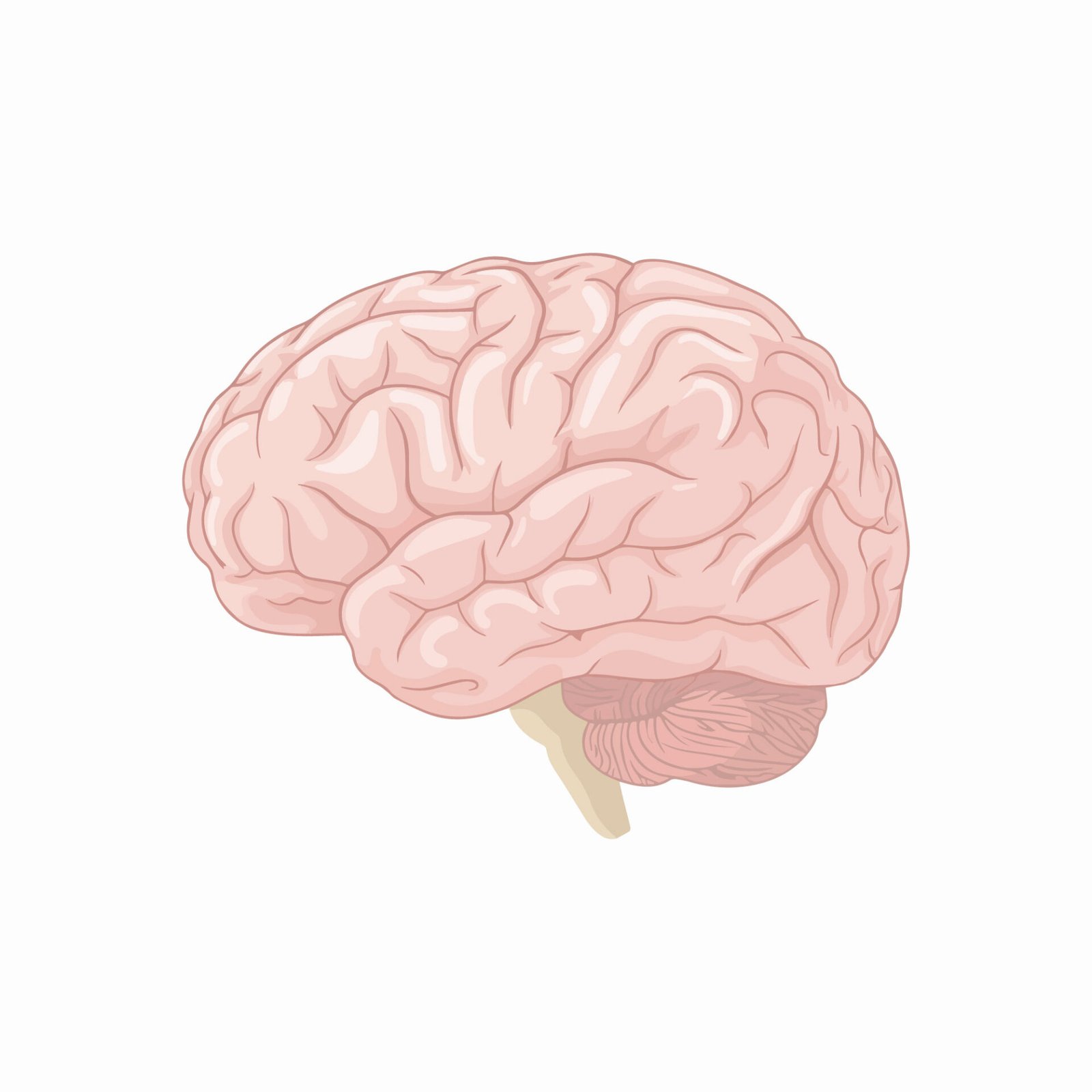 human-brain-lateral-view-vector-illustration-isolated-on-white