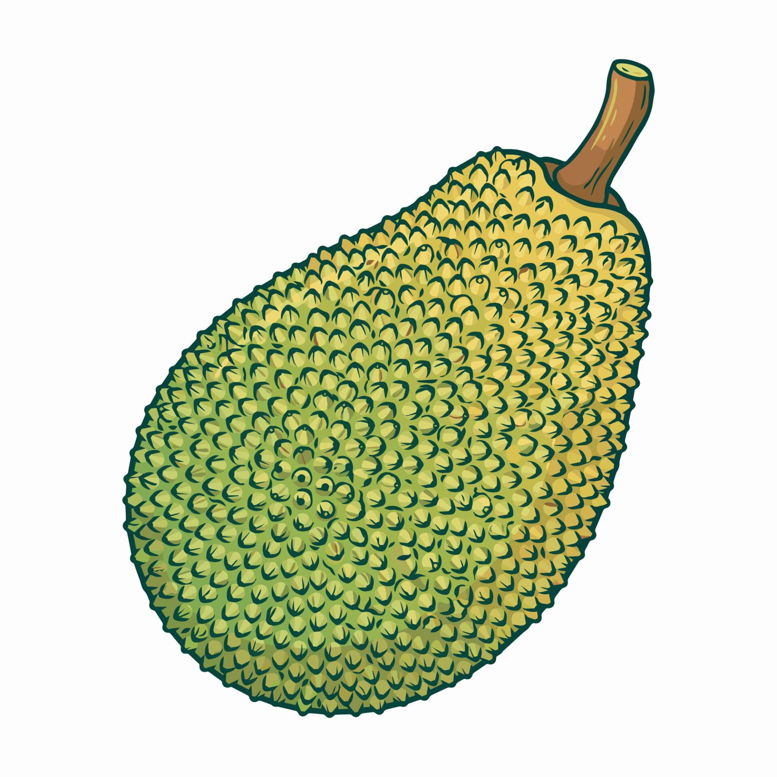 jackfruit-vector-illustration-with-black-outlines-isolated-on-white