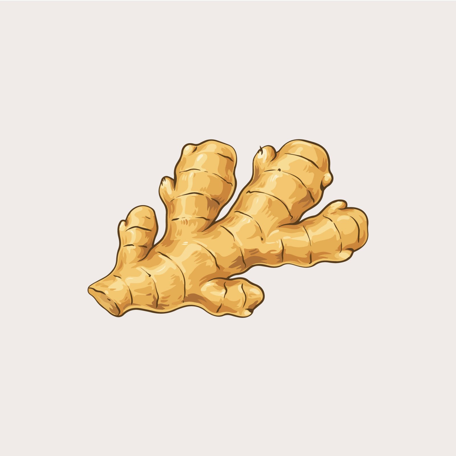 fresh-ginger-root-vector-illustration