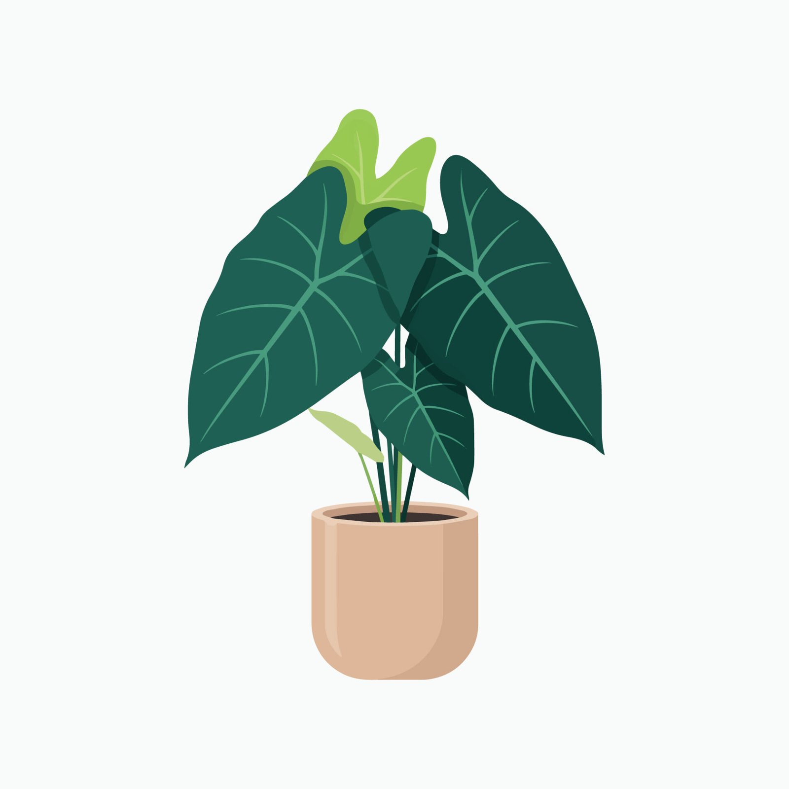 dark-green-potted-alocasia-houseplant-vector-icon