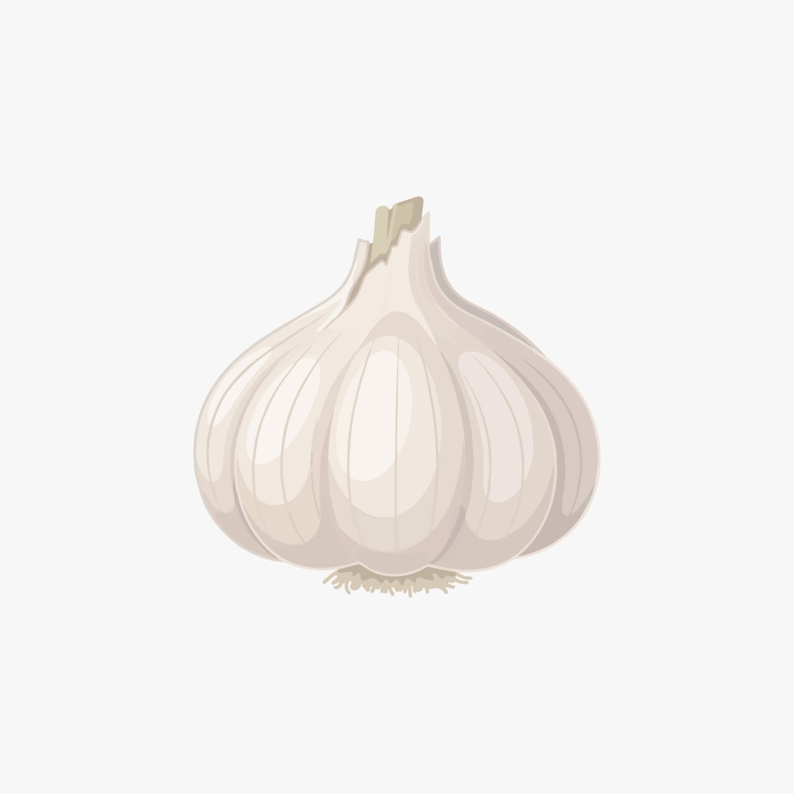 fresh-whole-garlic-bulb-vector-illustration