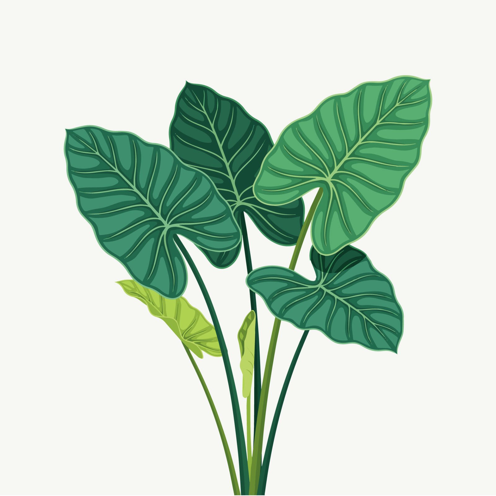 green-alocasia-taro-plant-bush-vector-icon