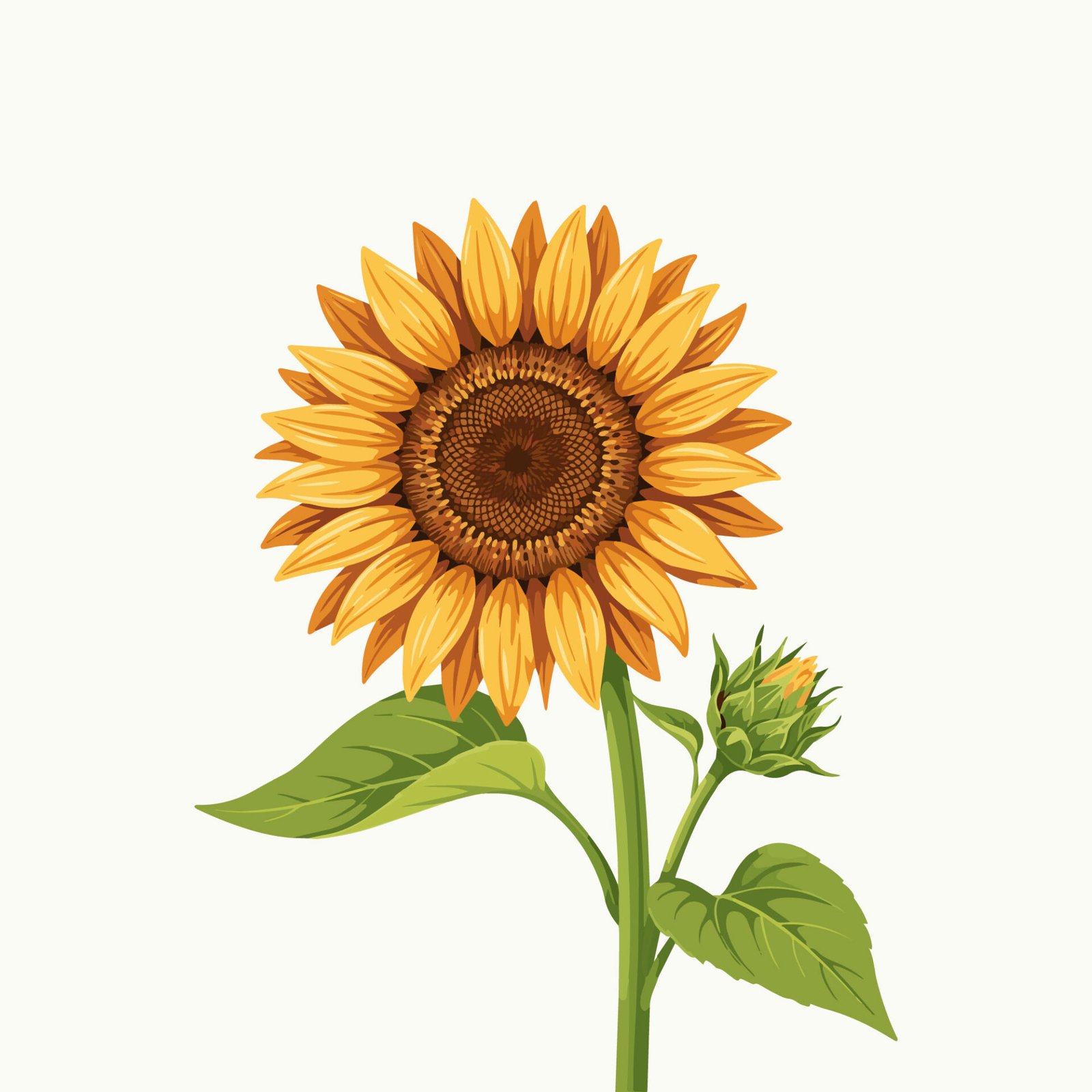 beautiful-blooming-sunflower-with-a-small-bud-and-green-leaves-vector-illustration