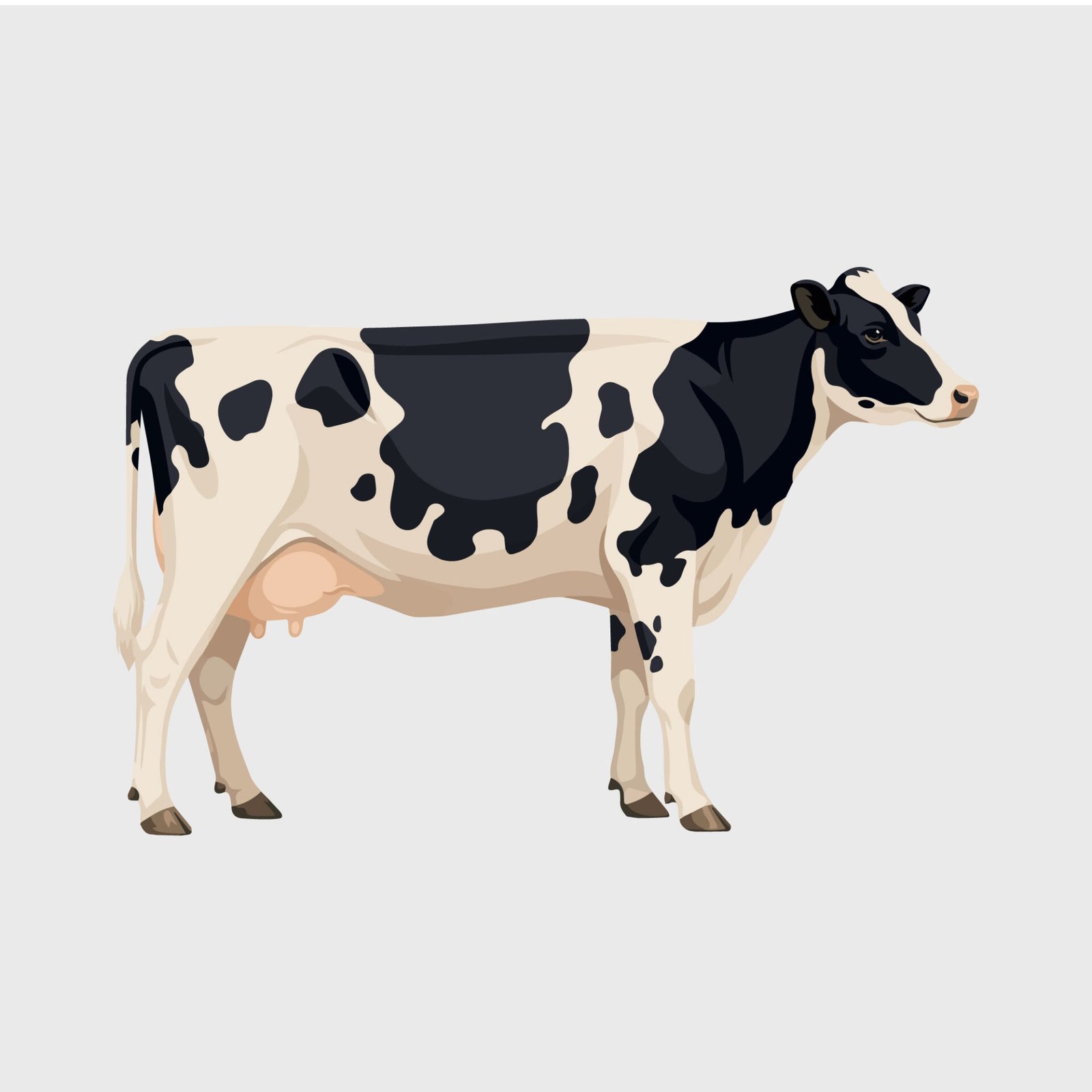 holstein-friesian-dairy-cow-vector-illustration-isolated-on-gray
