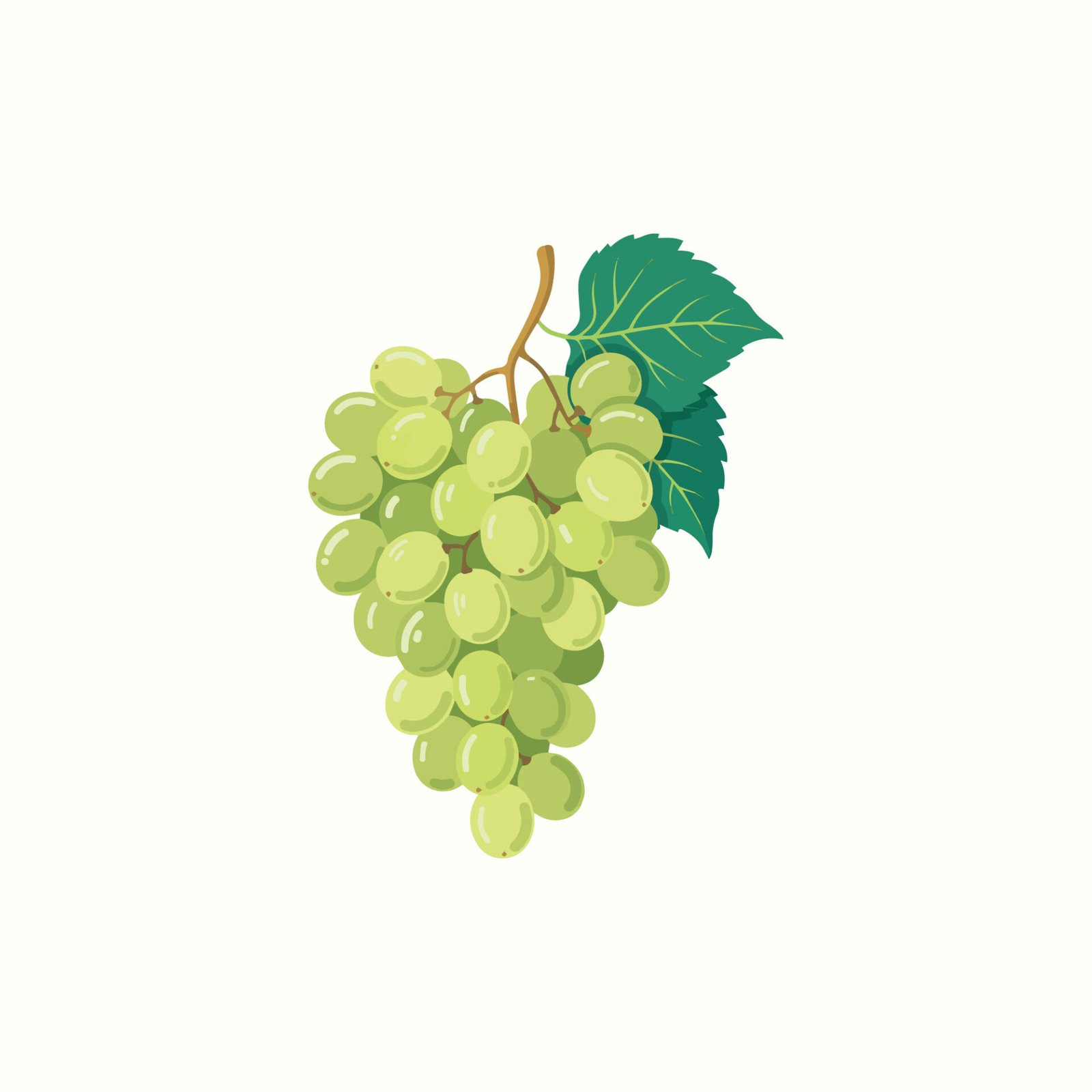 fresh-green-grapes-bunch-vector-illustration