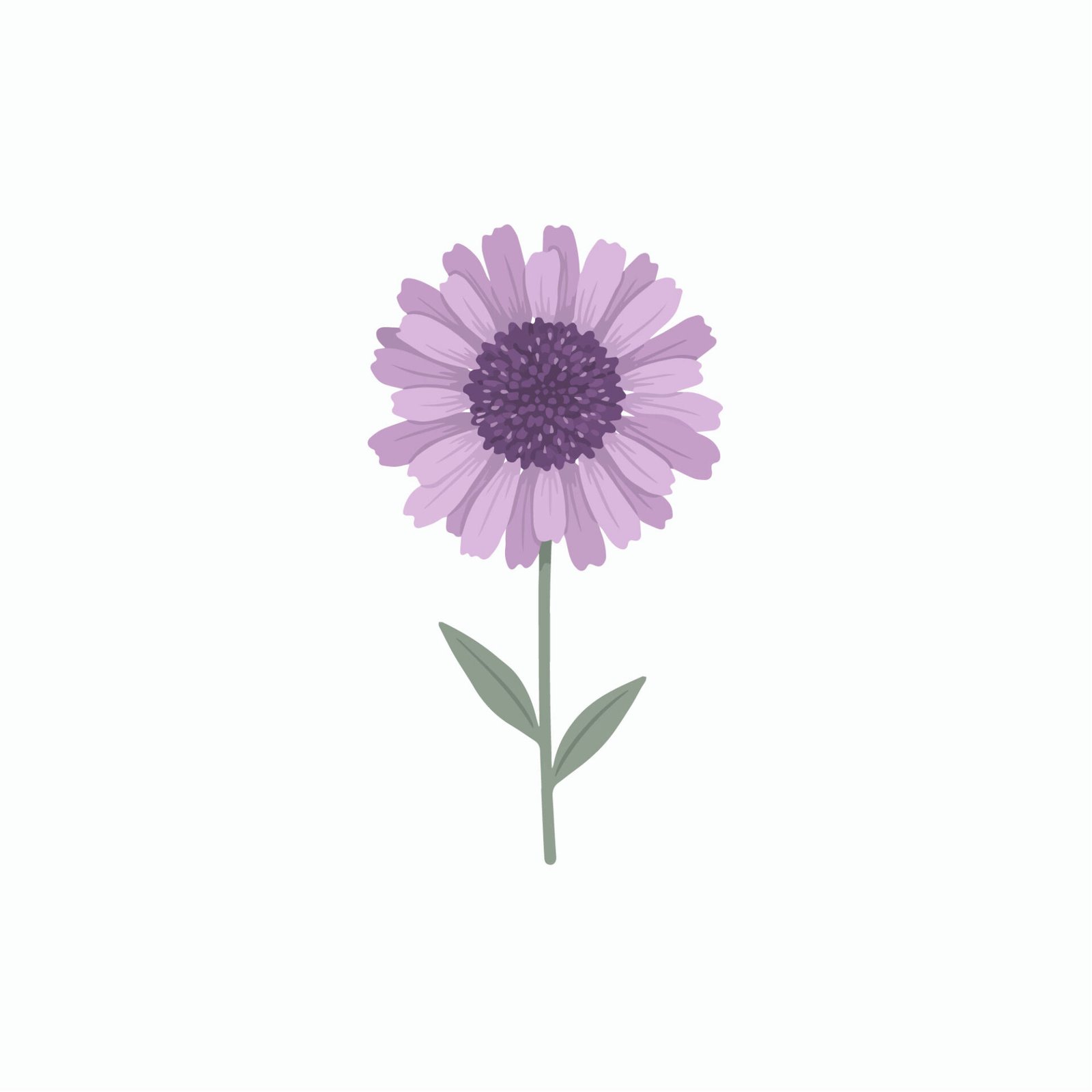 blooming-violet-aster-graphic-element