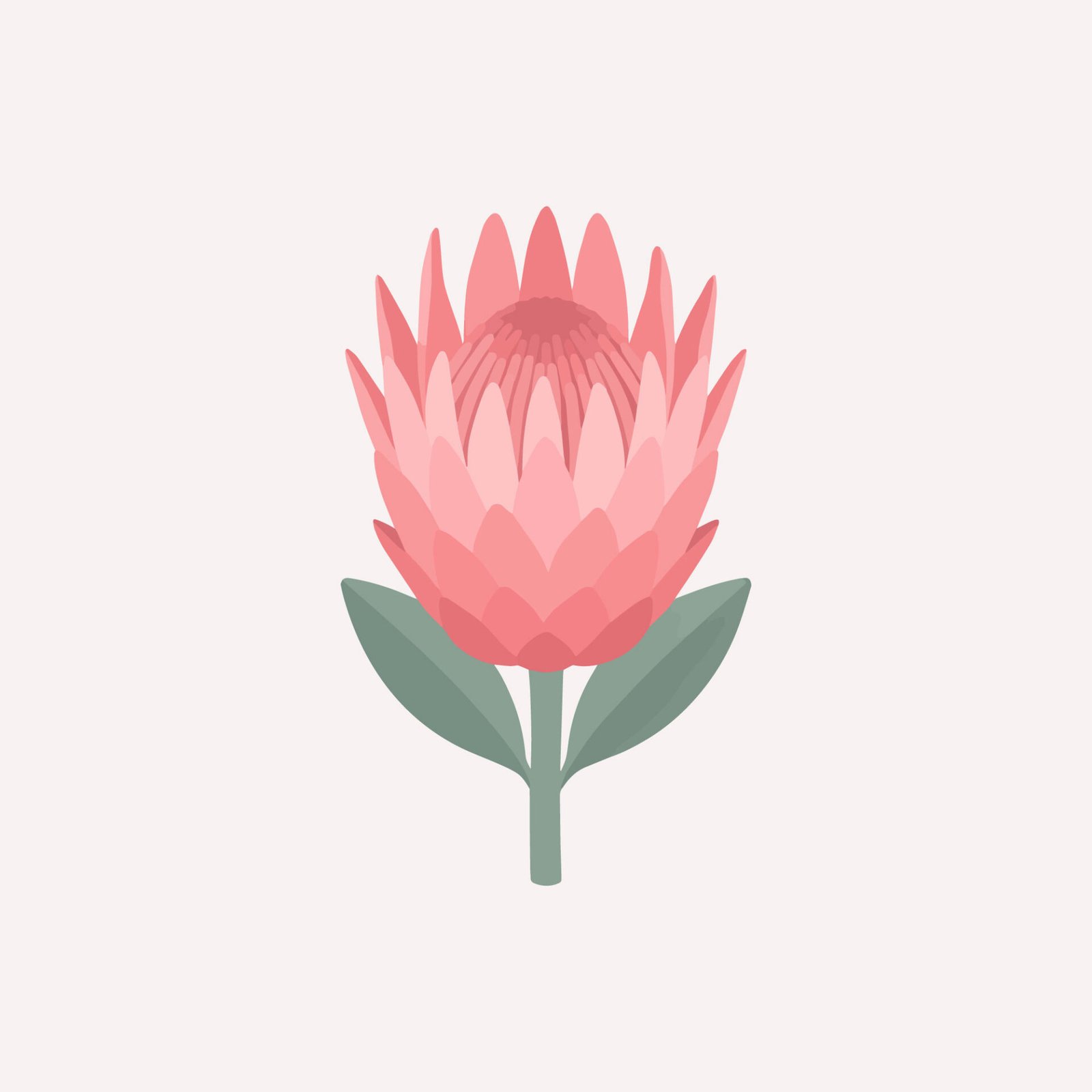 pink-king-protea-flower-vector-illustration