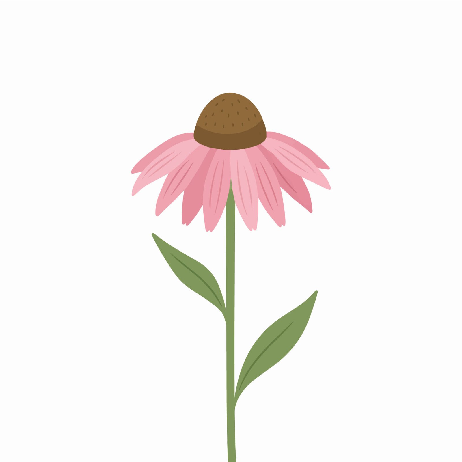 pink-echinacea-coneflower-vector-illustration