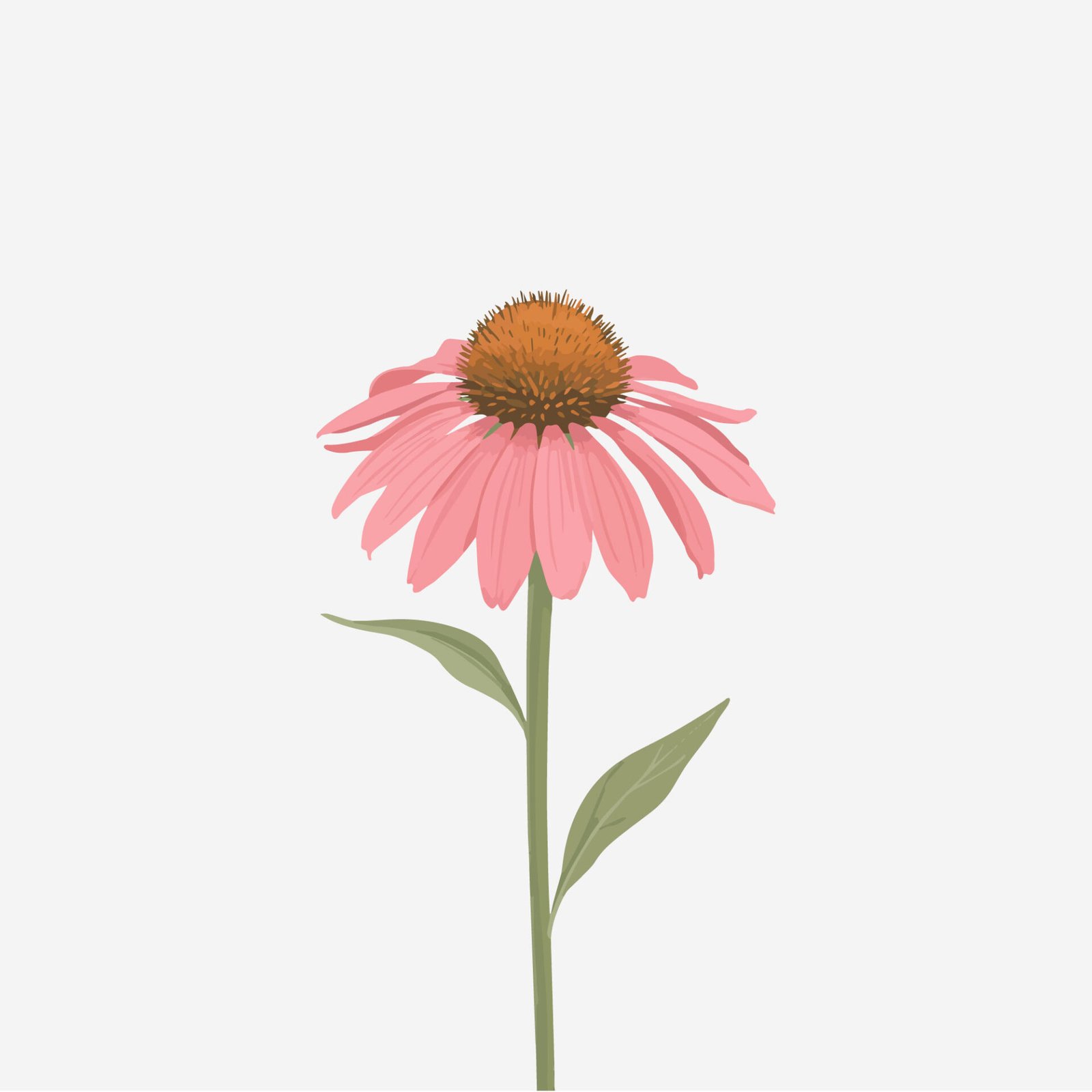 flat-blooming-echinacea-botanical-clipart