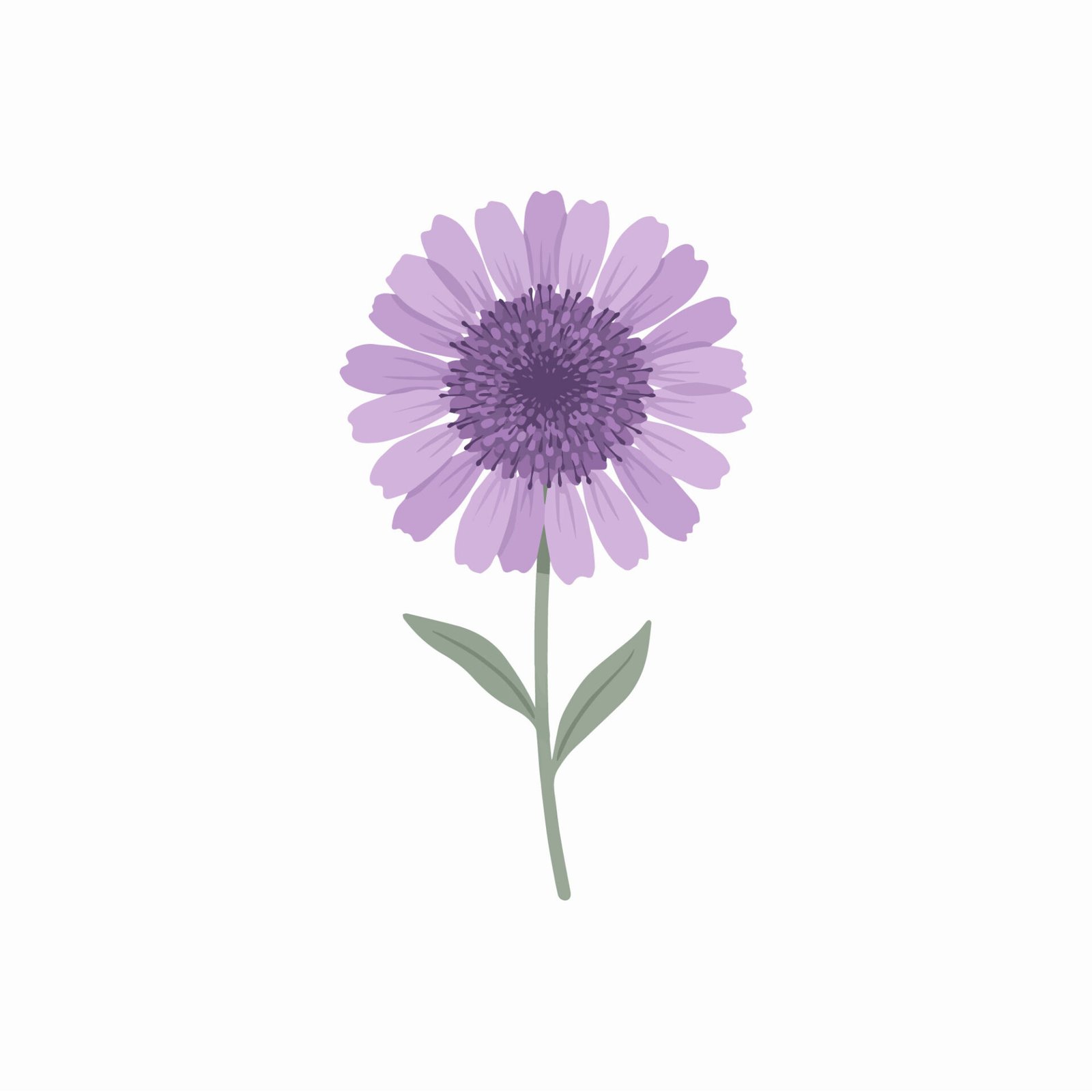 light-purple-aster-flower-stem-vector-illustration